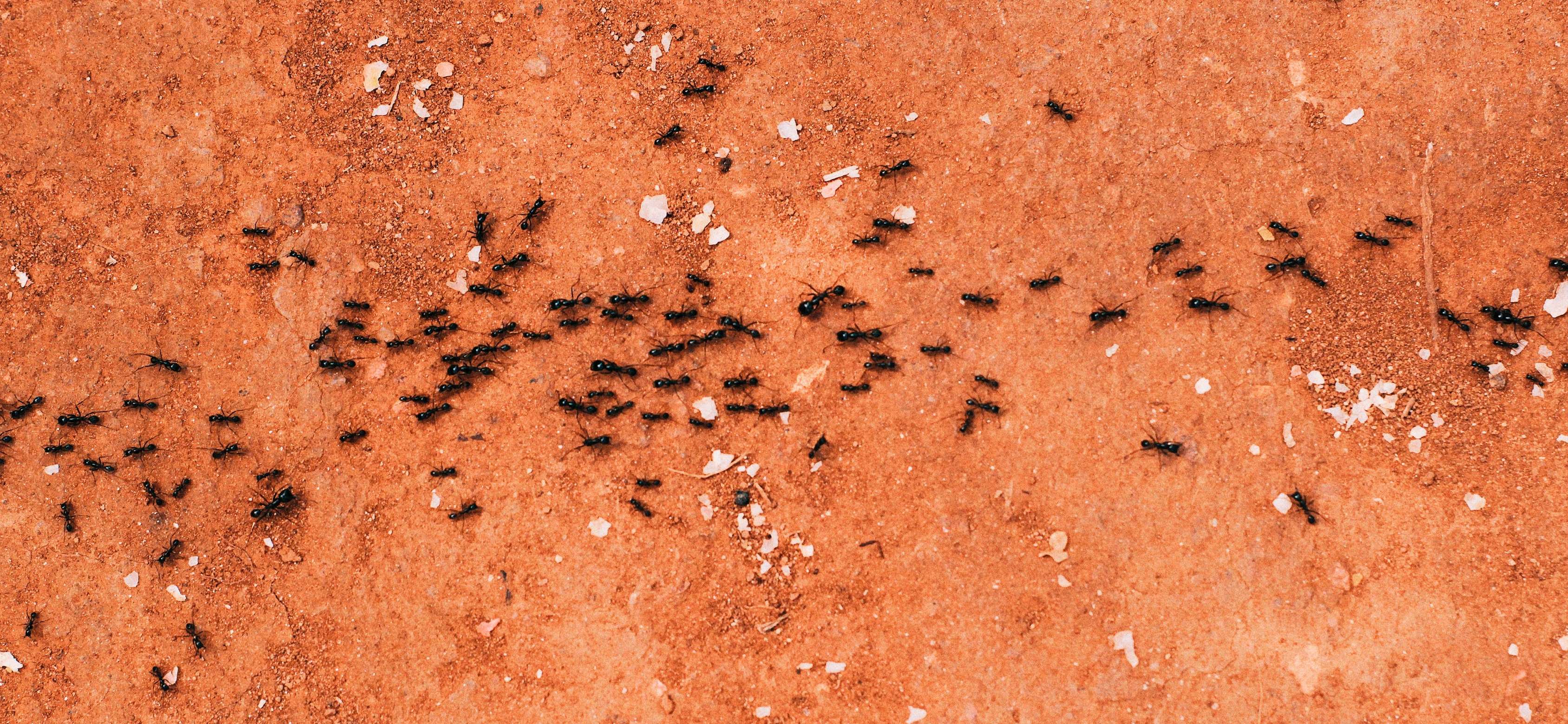 Pheromones, alarm in Ants